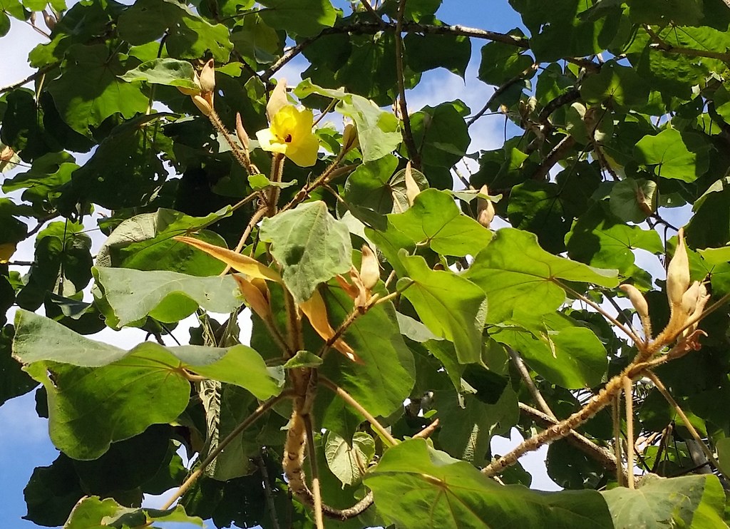 Hibiscus macrophylla